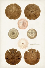 Coastal Curiosity III