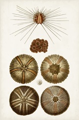 Coastal Curiosity IV