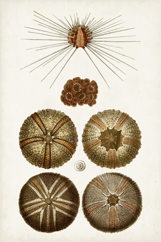 Coastal Curiosity IV