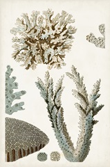 Coastal Curiosity VI