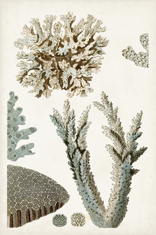 Coastal Curiosity VI