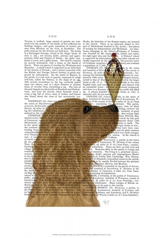 Cocker Spaniel, Golden, Ice Cream