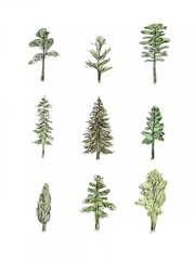 Collected Pines I