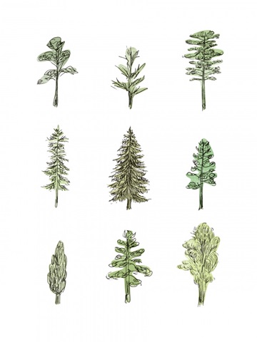 Collected Pines I