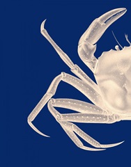 Contrasting Crab in Navy Blue a