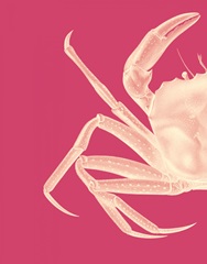 Contrasting Crab in Pink a