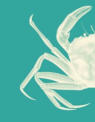 Contrasting Crab in Turquoise b