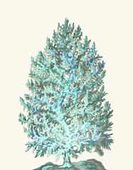 Coral Tree Turquoise on Cream