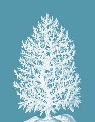 Coral Tree White on Sea Blue