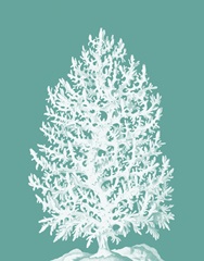 Coral Tree White on Turquoise