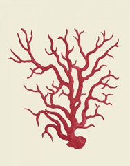 Corals Coral On Cream a