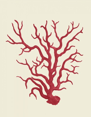 Corals Coral On Cream a
