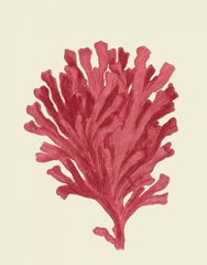 Corals Coral On Cream d