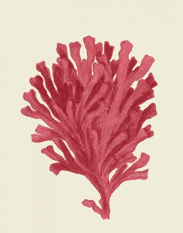 Corals Coral On Cream d