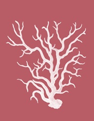 Corals White on Coral a