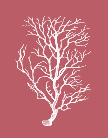 Corals White on Coral b