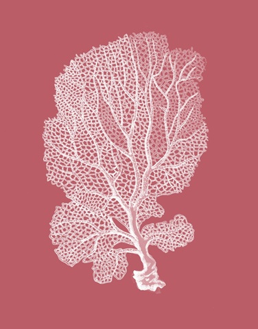 Corals White on Coral c