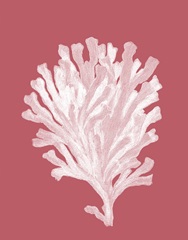 Corals White on Coral d