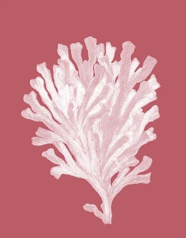 Corals White on Coral d