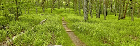 Country Road Panorama VI