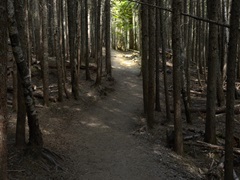 Country Road Photo VI