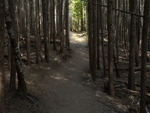 Country Road Photo VI