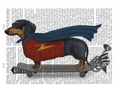 Dachshund On Skateboard