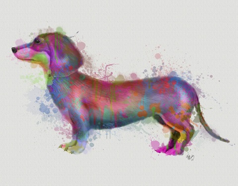 Dachshund Rainbow Splash 1
