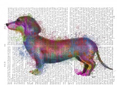 Dachshund Rainbow Splash 1