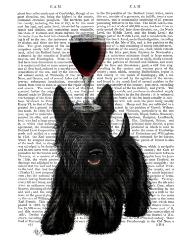Dog Au Vin, Scottish Terrier