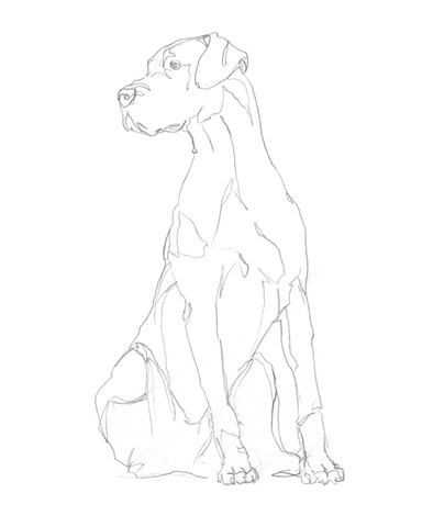 Dog Contour II