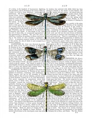 Dragonflies Print 2