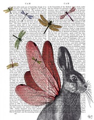 Dragonfly Hare