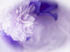 Dreamy Florals in Violet I