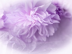 Dreamy Florals in Violet II