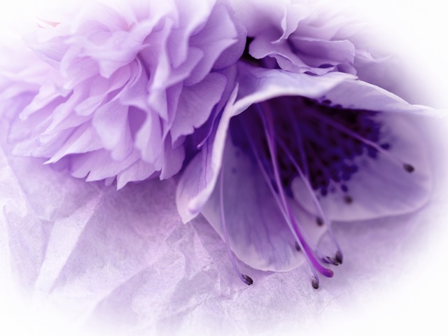 Dreamy Florals in Violet III