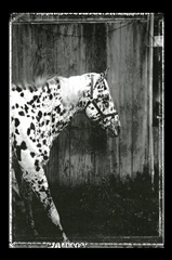 Equine Double Take I