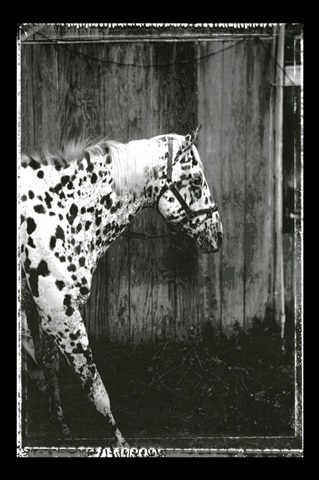 Equine Double Take I