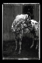 Equine Double Take II