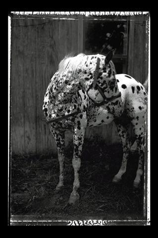 Equine Double Take II