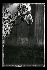 Equine Double Take III