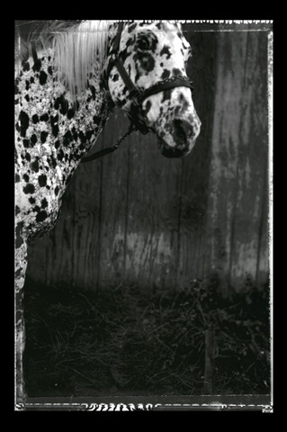 Equine Double Take III