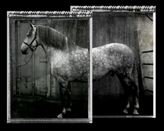 Equine Double Take IV