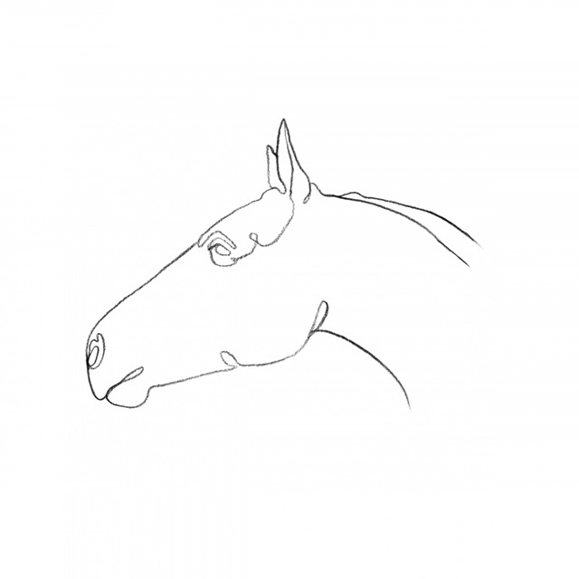 Equine Pencil Contour I