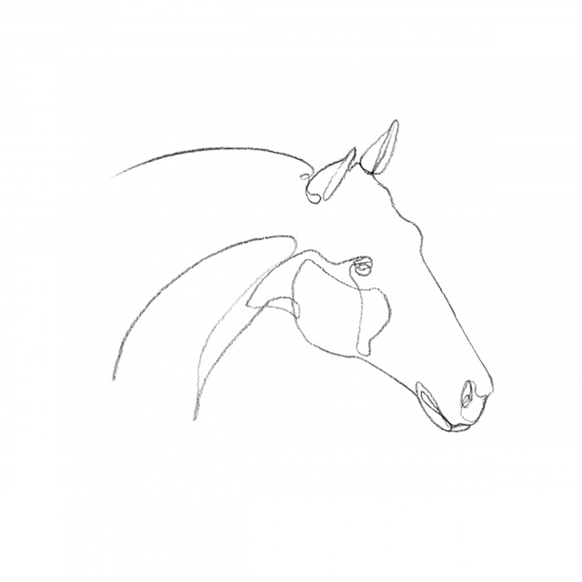 Equine Pencil Contour II