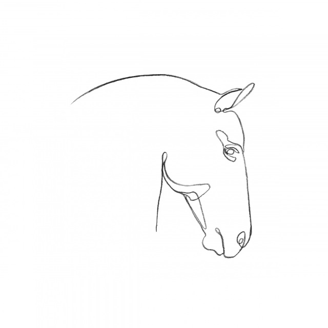 Equine Pencil Contour IV