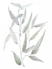 Ethereal Eucalyptus I