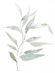 Ethereal Eucalyptus II