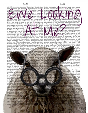 Ewe Looking at Me DeNiro Sheep