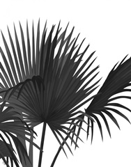 Fan Palm 1, Black On White